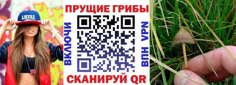 где найти   Покровск  Псилоцибиновые грибы MAGIC MUSHROOMS 